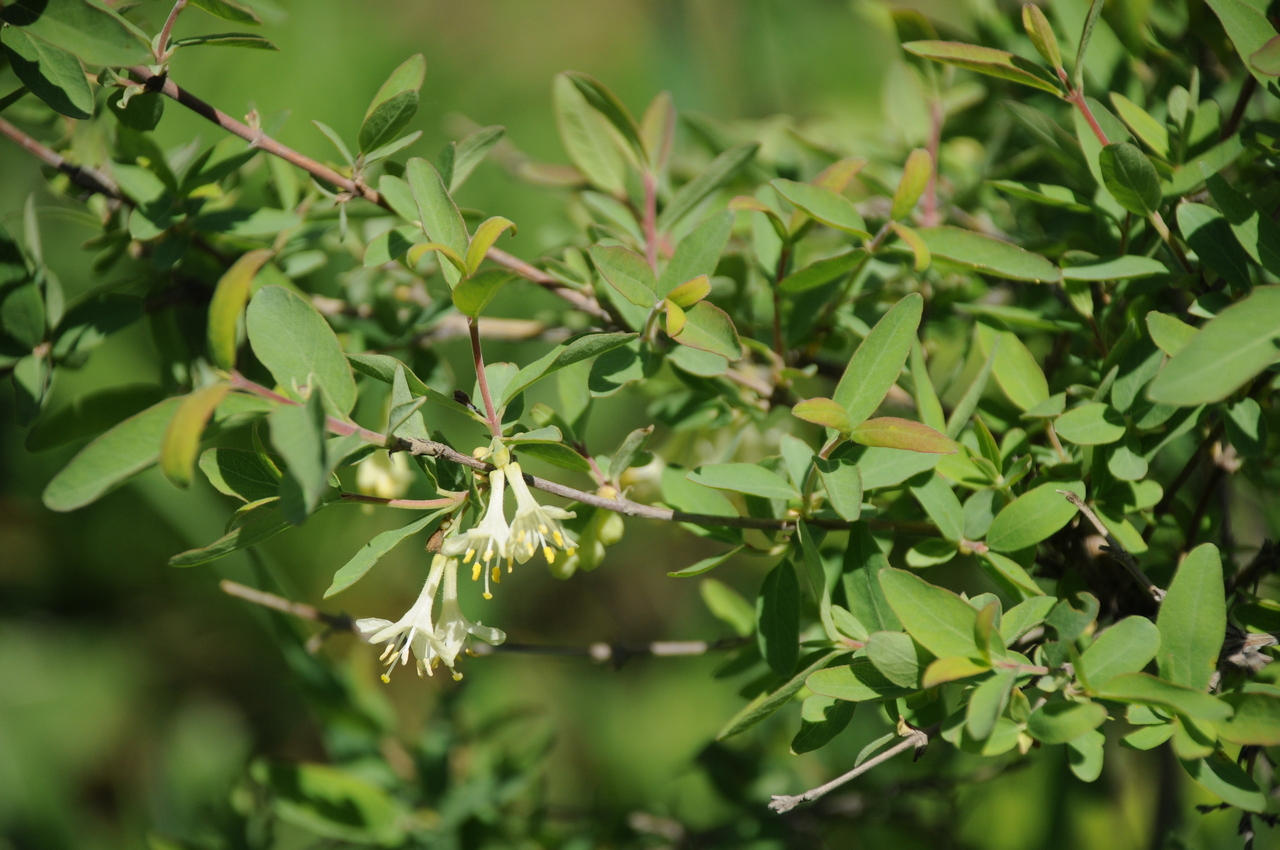 Изображение особи Lonicera iliensis.