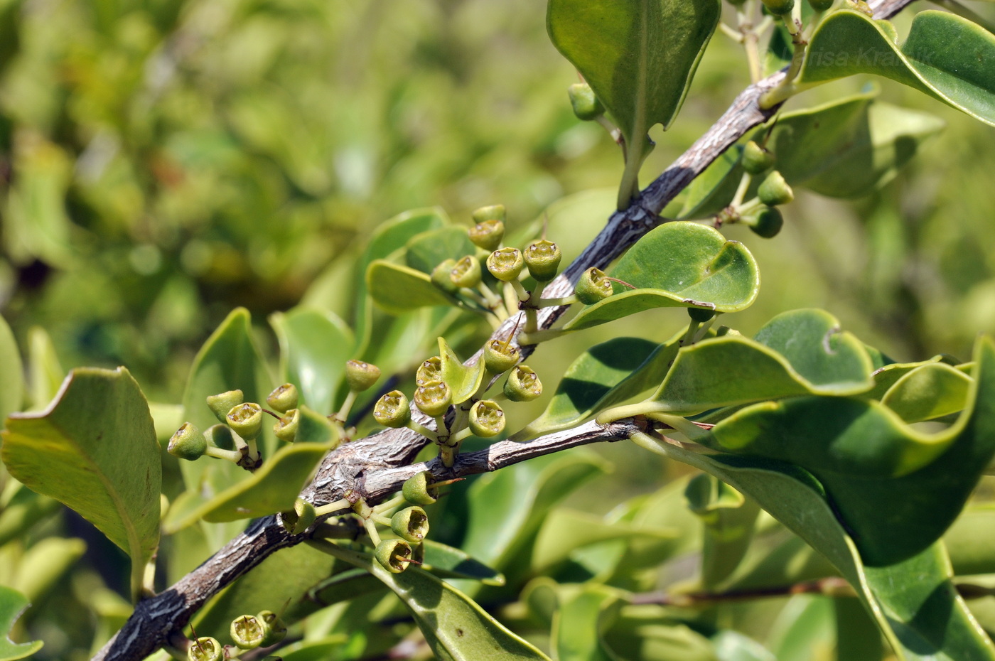 Image of genus Eucalyptus specimen.