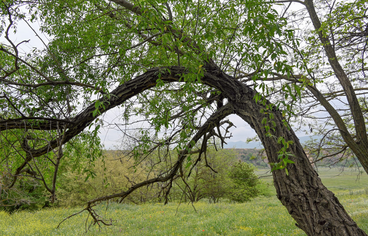 Image of genus Salix specimen.
