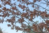 Quercus cerris. Часть кроны покоящегося дерева с сухими листьями. Краснодар, парк \"Краснодар\", Японский сад, в культуре. 01.01.2024.