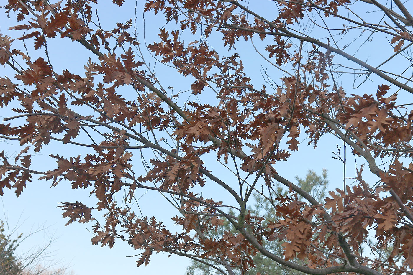 Image of Quercus cerris specimen.