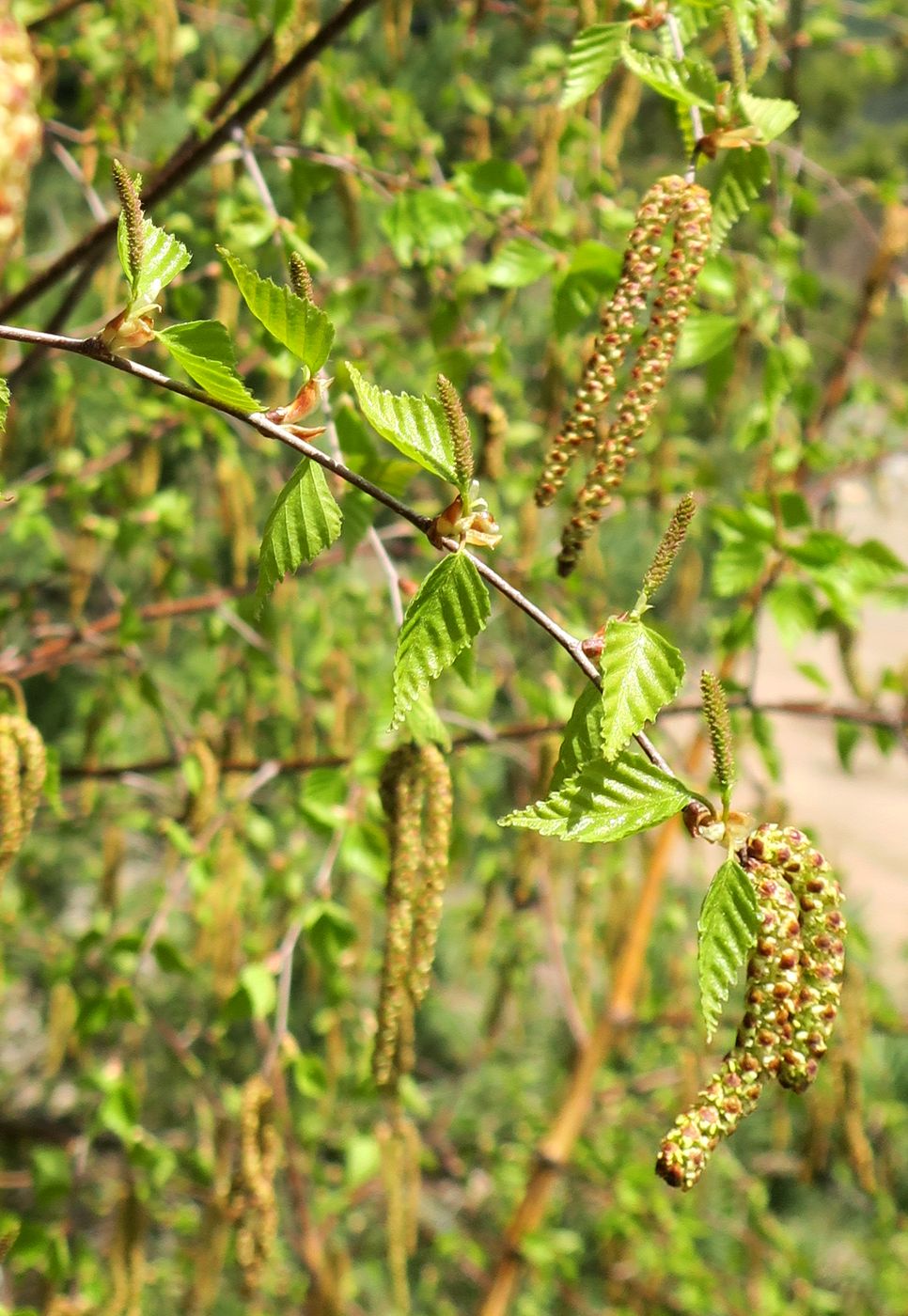 Изображение особи Betula platyphylla.