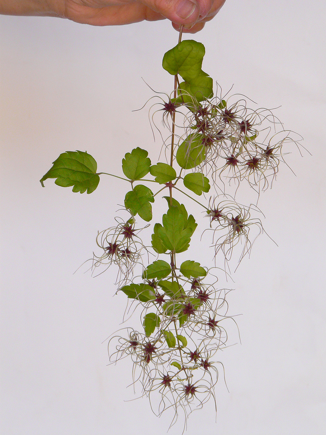 Image of Clematis vitalba specimen.