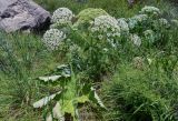 род Heracleum. Цветущее и плодоносящее растение. Грузия, Самцхе-Джавахети, окр. пещерного монастыря Вардзиа, луг у подножия скал. 13.06.2023.