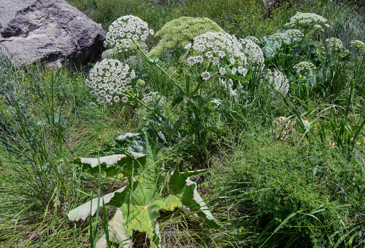 Image of genus Heracleum specimen.