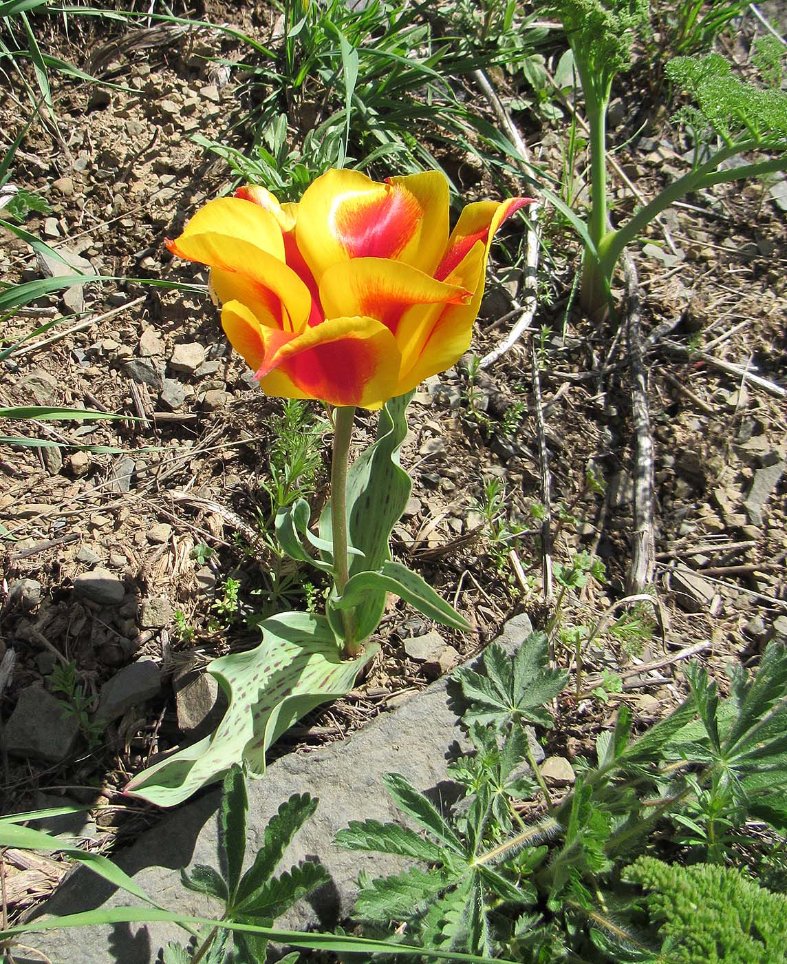 Image of Tulipa greigii specimen.