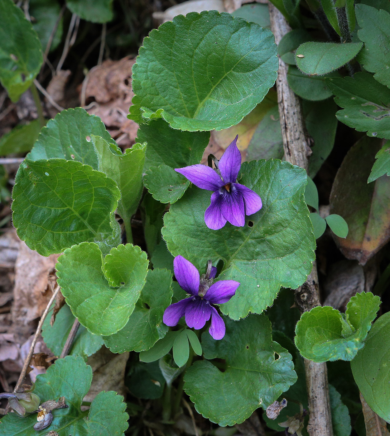 Image of Viola odorata specimen.