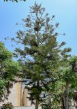 Araucaria heterophylla. Взрослое дерево. Египет, мухафаза Александрия, г. Александрия, в культуре. 02.05.2023.