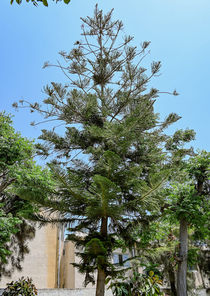 Изображение особи Araucaria heterophylla.