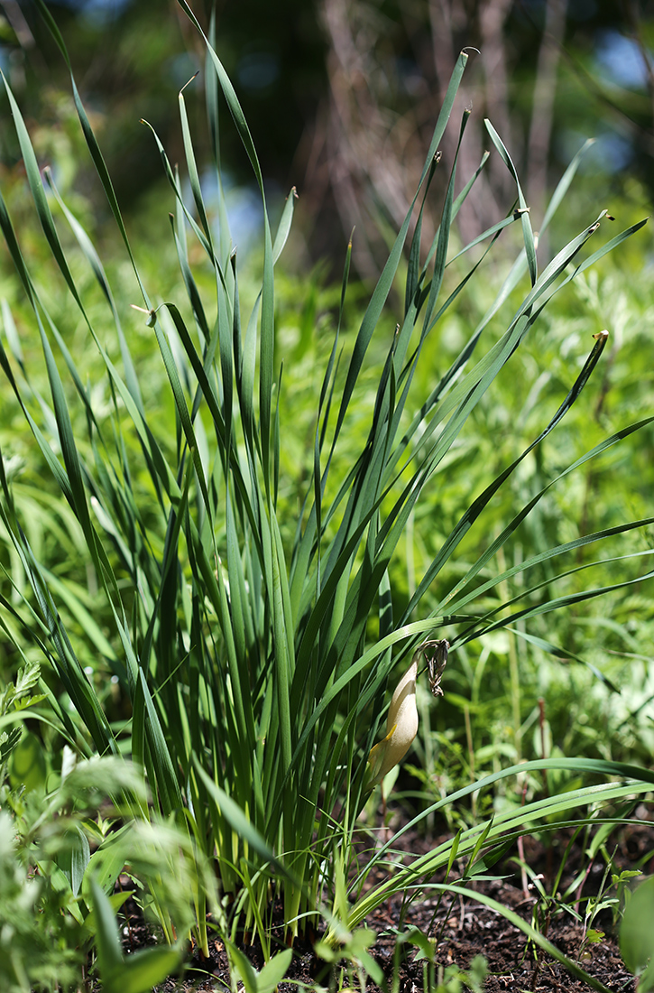 Image of Iris ventricosa specimen.