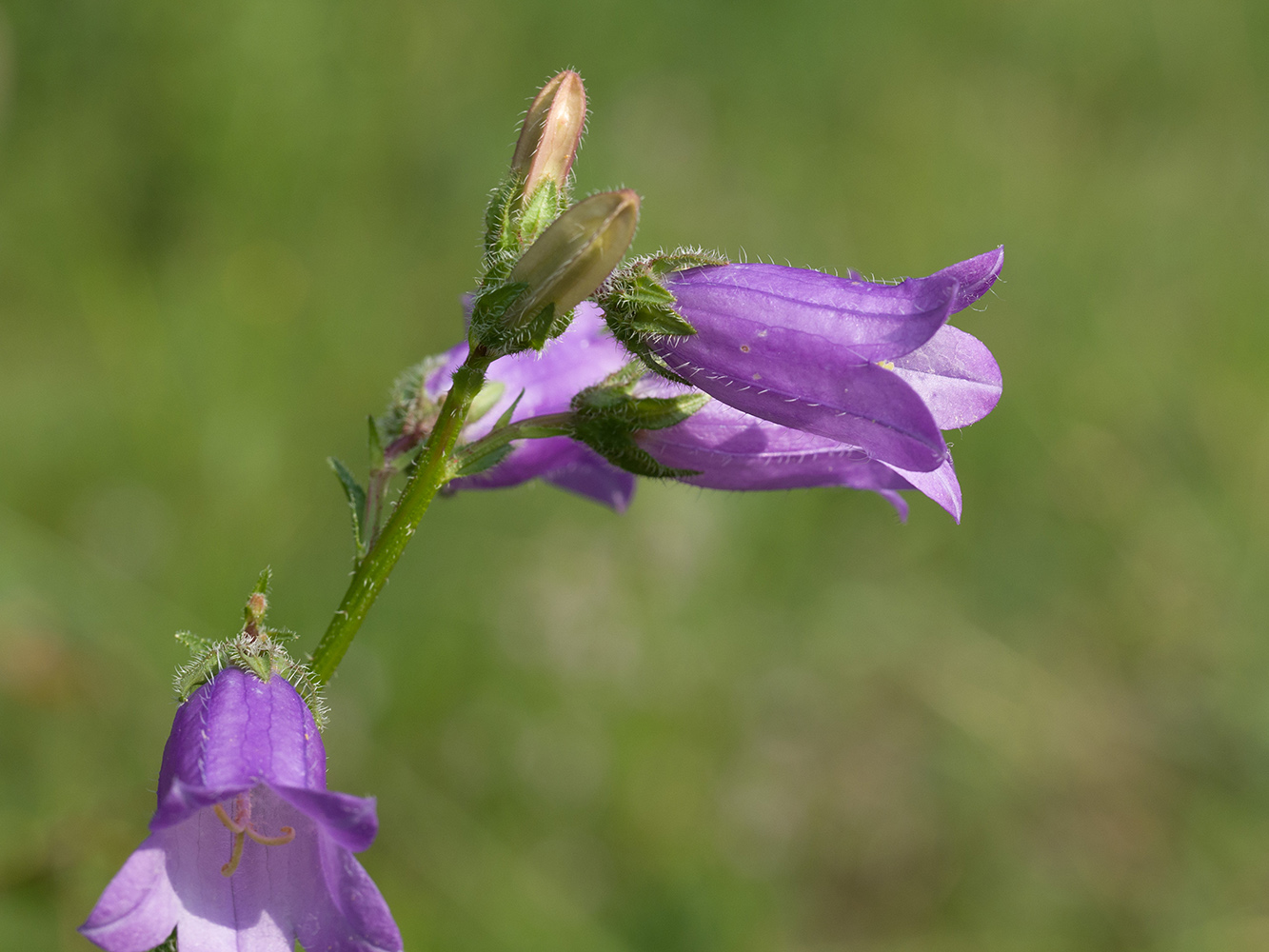Image of Campanula praealta specimen.