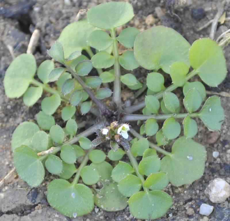 Изображение особи род Cardamine.