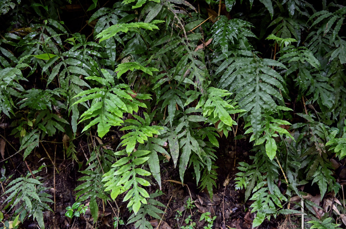 Изображение особи Phymatosorus scolopendria.