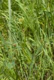 Onobrychis inermis