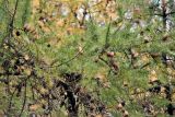 Larix sibirica. Ветви со зрелыми и прошлогодними шишками. Псков. 25.10.2006.