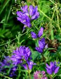 Campanula glomerata. Верхушки побегов с соцветиями. Вологодская обл., Кирилловский р-н, побережье оз. Ильинское, луг. 12.07.2024.