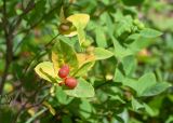Lonicera chamissoi