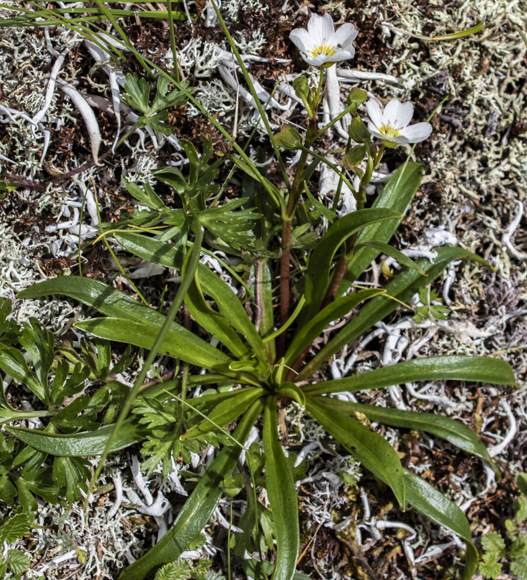 Image of Claytonia soczaviana specimen.