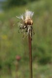Scorzonera humilis