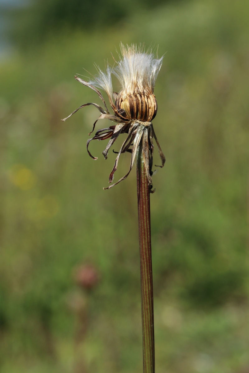 Image of Scorzonera humilis specimen.