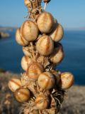 Asphodeline lutea