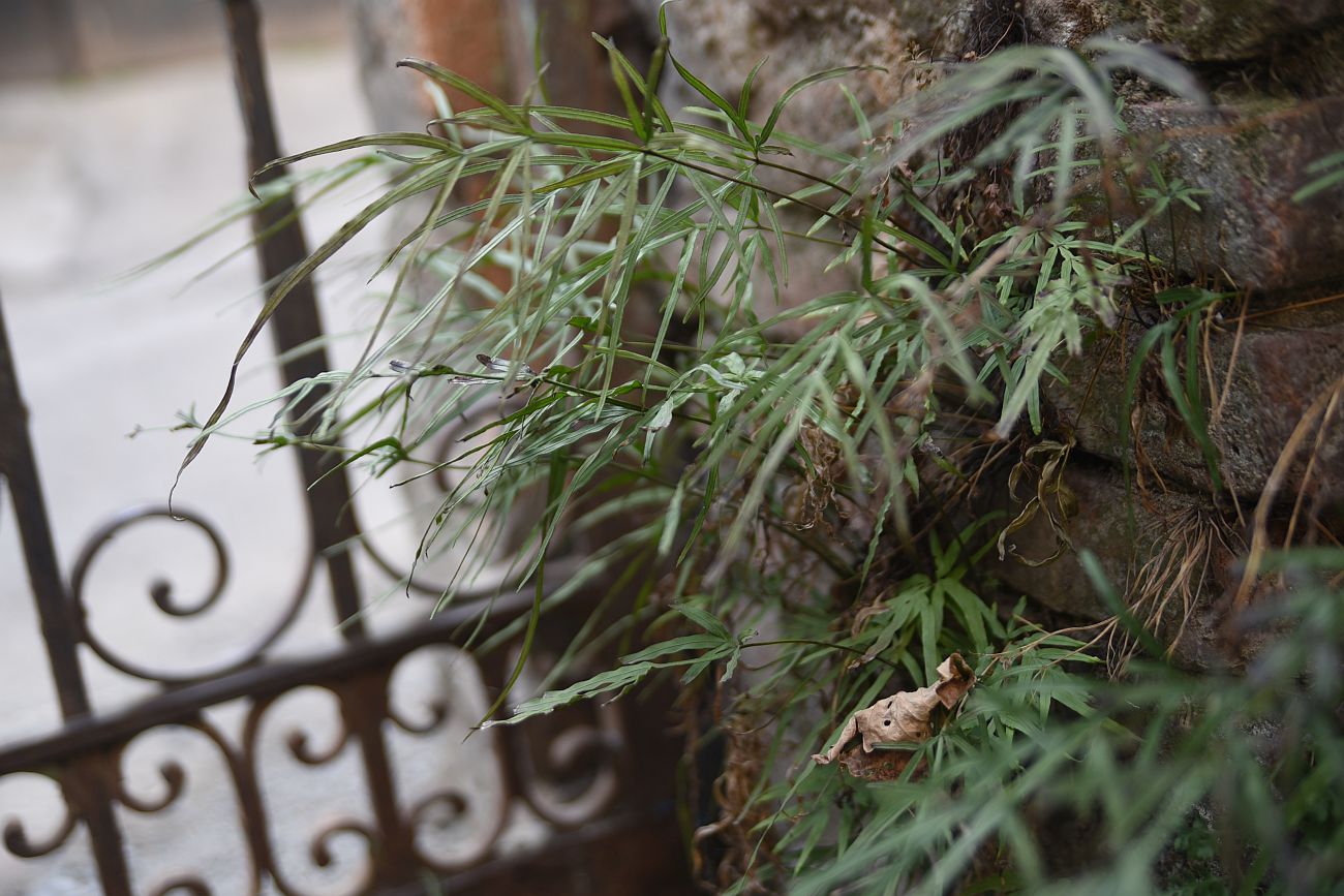 Изображение особи Pteris multifida.