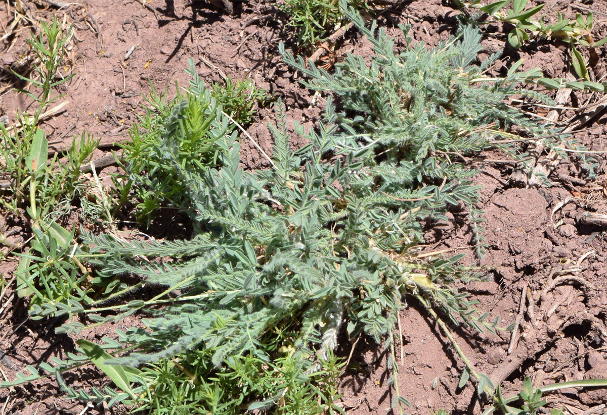 Image of Astragalus chionanthus specimen.