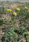 Anemone gortschakowii
