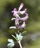 Corydalis rutifolia