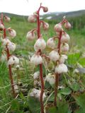 Pyrola grandiflora. Распускающиеся соцветия. Коми, Интинский р-н, Приполярный Урал, хр. Малдынырд, руч. Алькесвож, задернованая терраса. 13.07.2010.