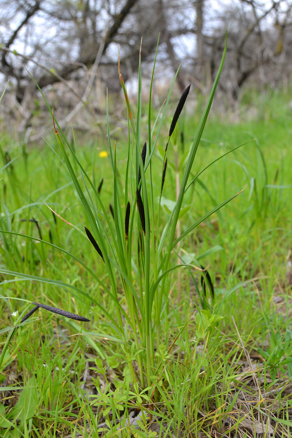 Изображение особи Carex nigra.
