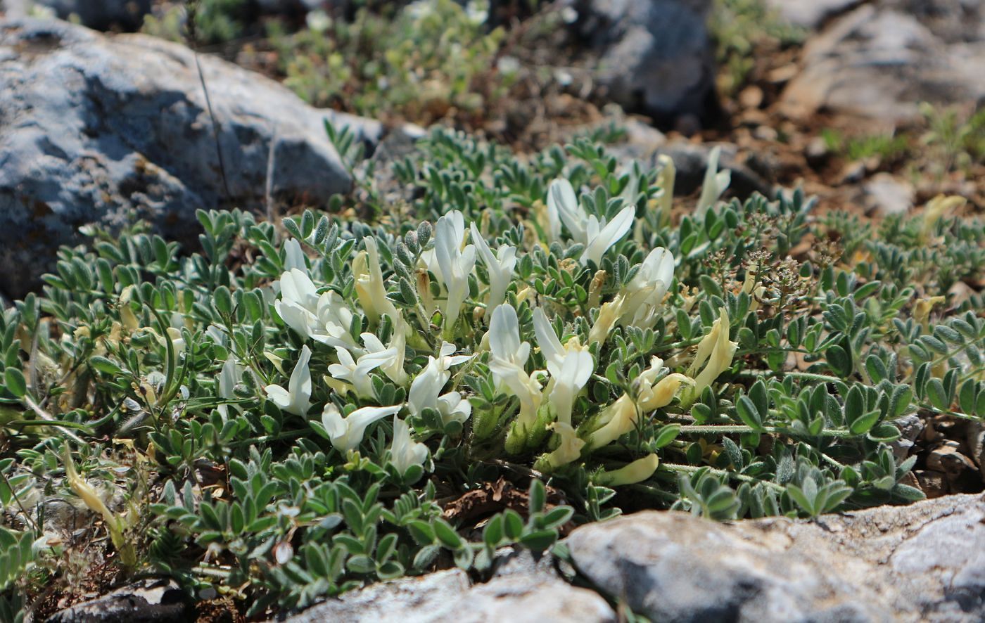 Image of Astragalus rupifragus specimen.