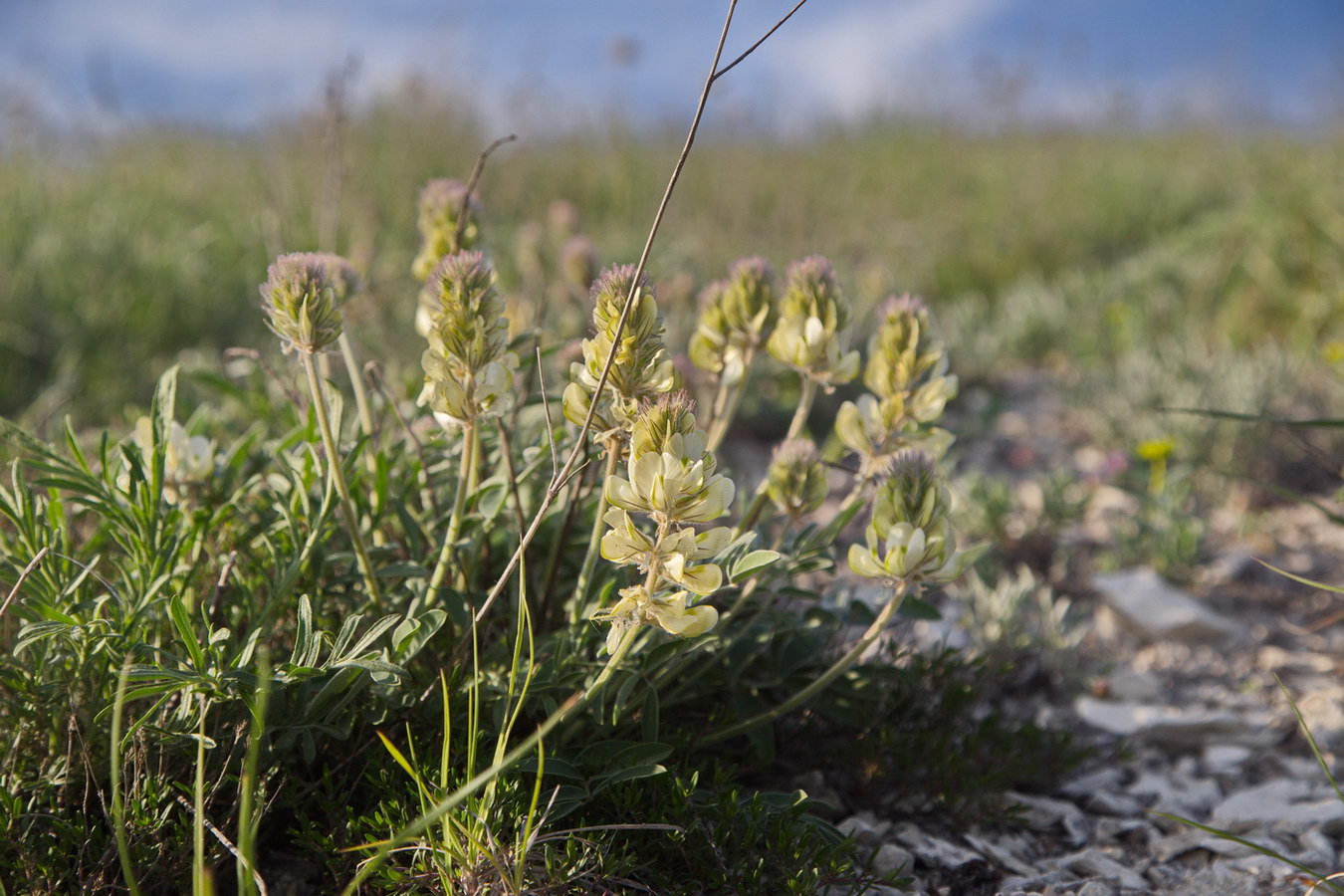 Image of Hedysarum grandiflorum specimen.