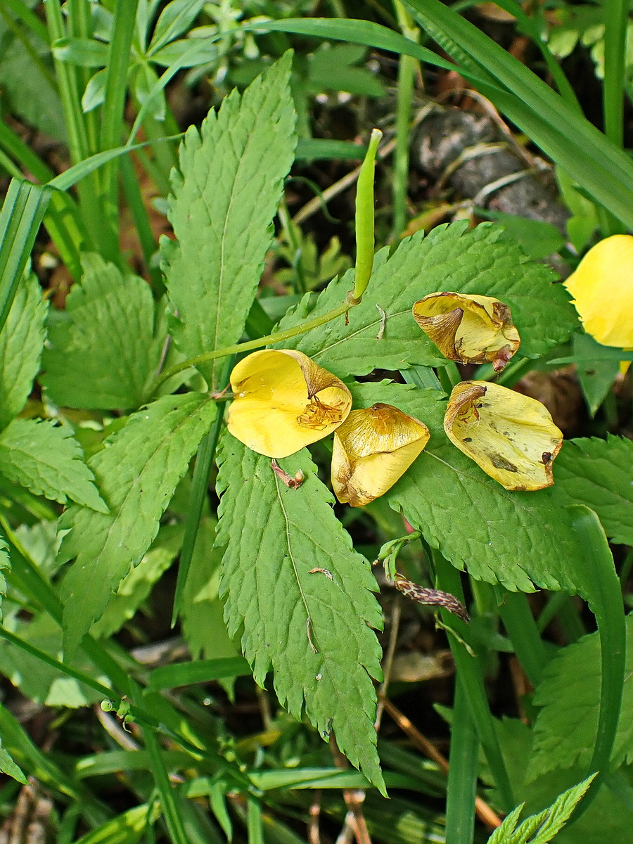 Image of Hylomecon vernalis specimen.