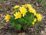 Adonis vernalis. Группа цветущих растений. Ульяновская обл., Мелекесский р-н, окр. пос. Ерыклинск, возвышенный берег р. Ерыкла, опушка нагорной дубравы. 20.04.2024.