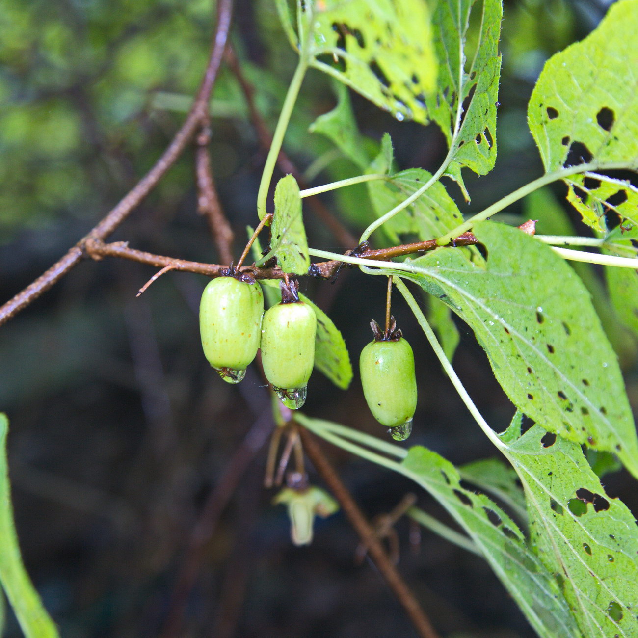 Image of Actinidia kolomikta specimen.