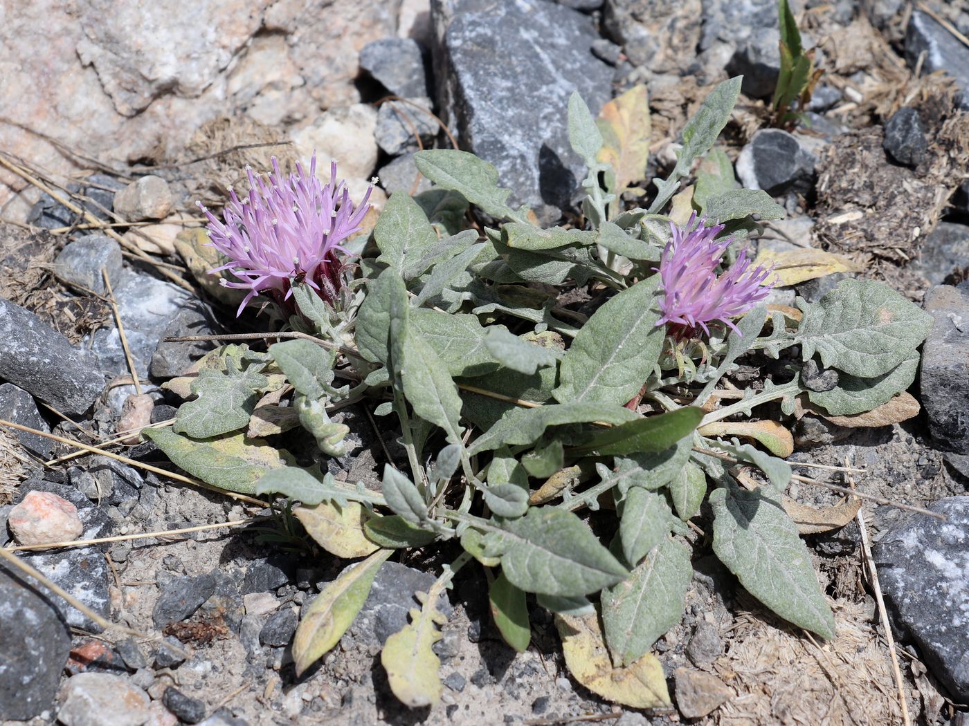 Image of Jurinea algida specimen.