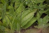 genus Plantago
