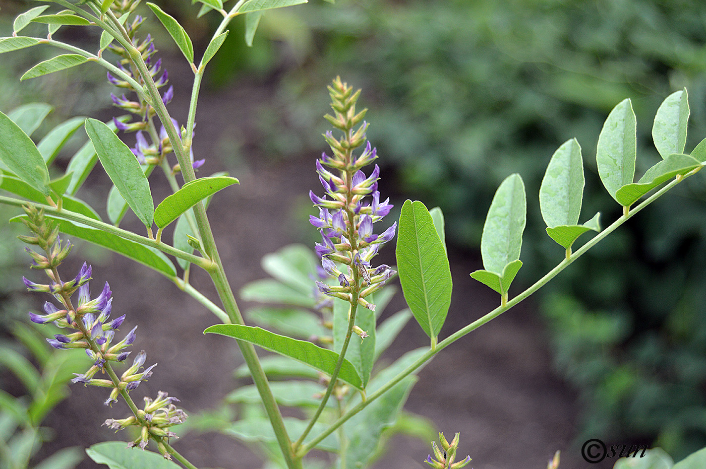 Изображение особи Glycyrrhiza glabra.