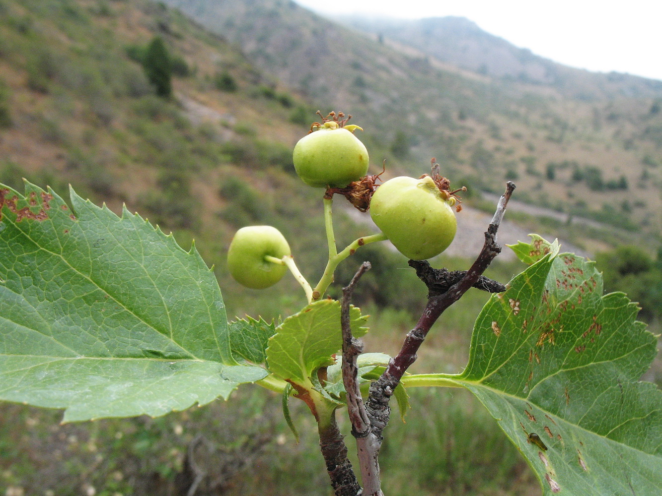 Image of Crataegus korolkowii specimen.