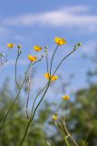 Смотреть изображение Ranunculus acris