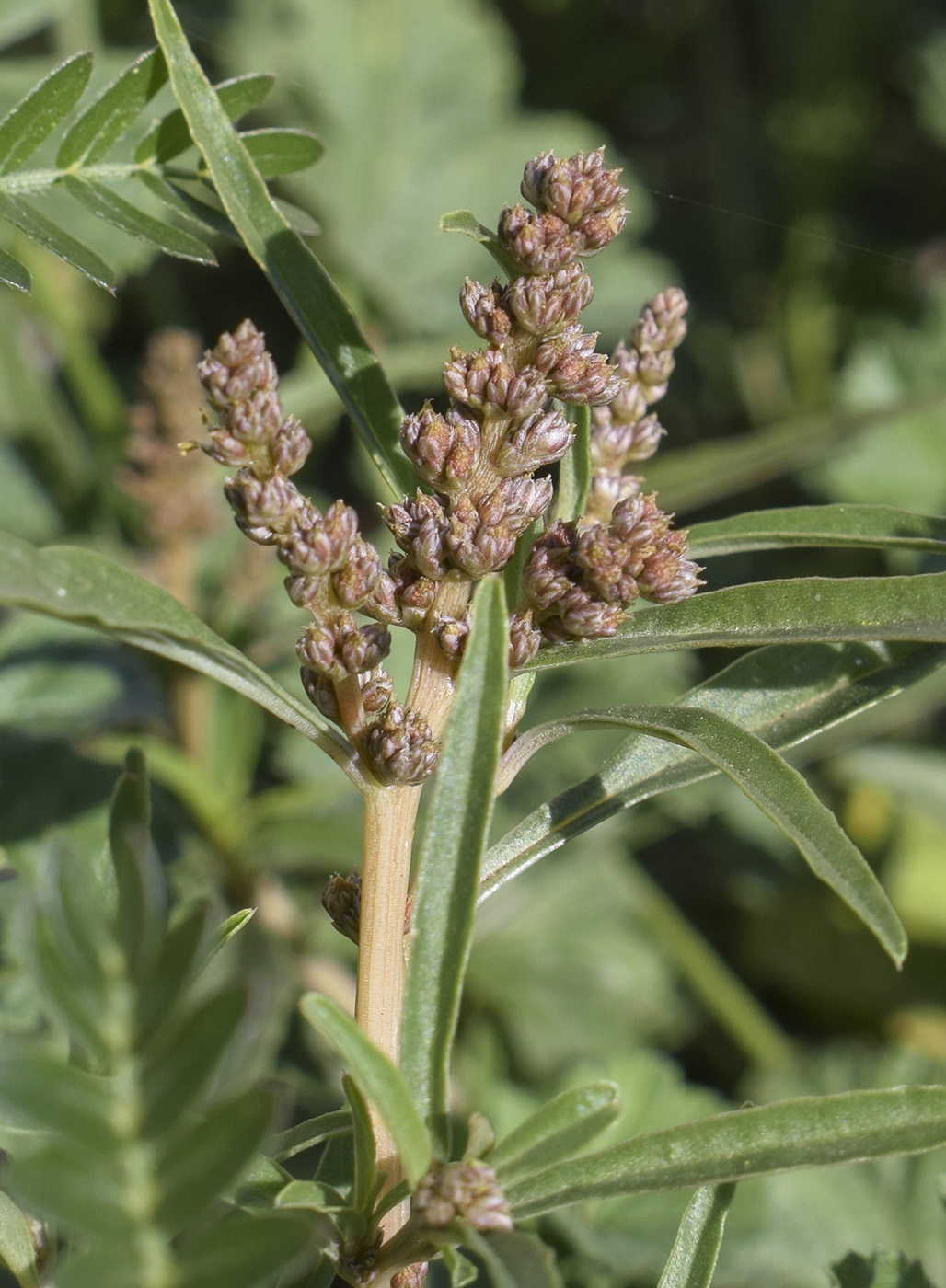 Image of genus Amaranthus specimen.