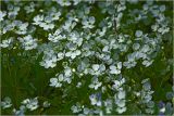Veronica filiformis. Цветки. Московская обл., Раменский р-н, окр. дер. Хрипань, садовый участок. 18.05.2025.