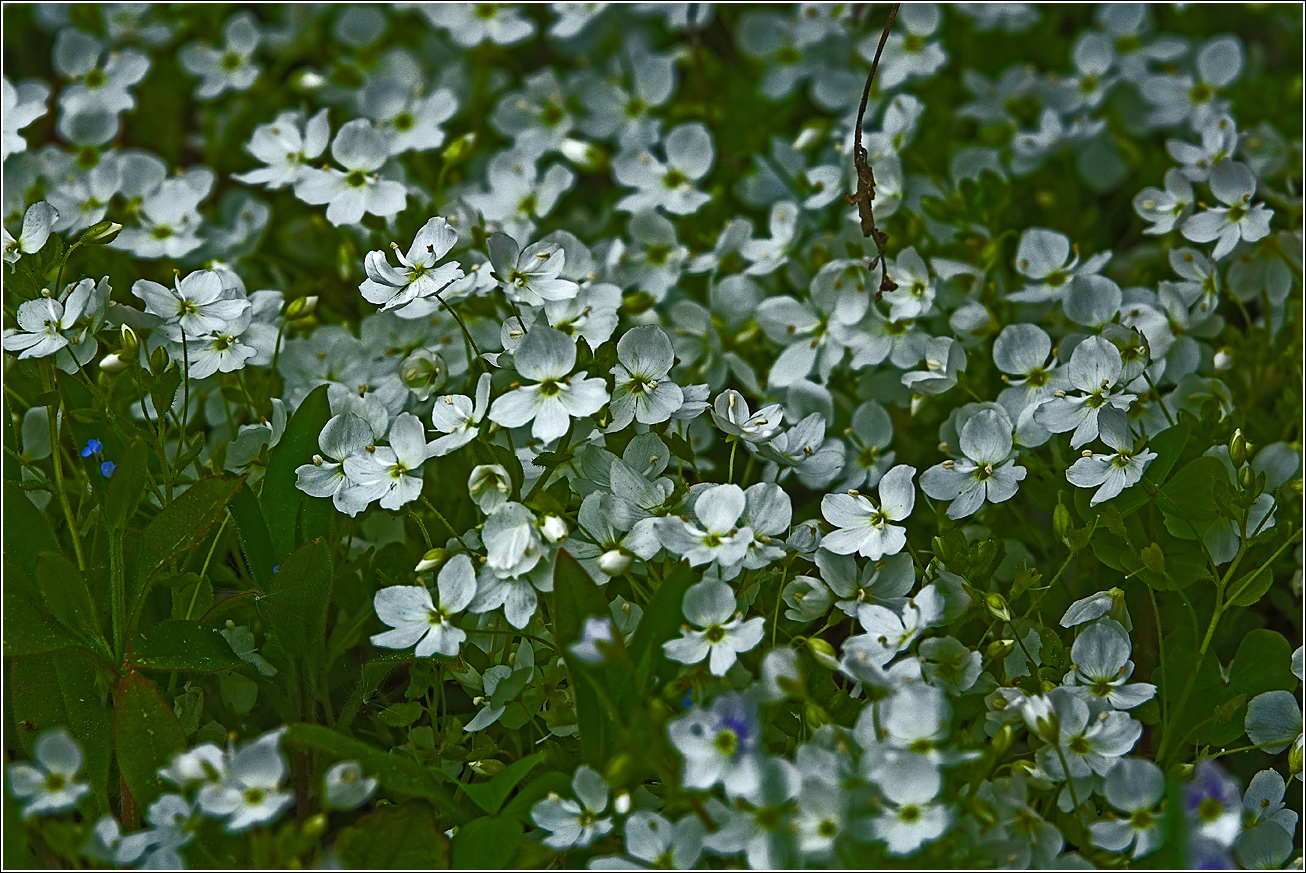 Image of Veronica filiformis specimen.