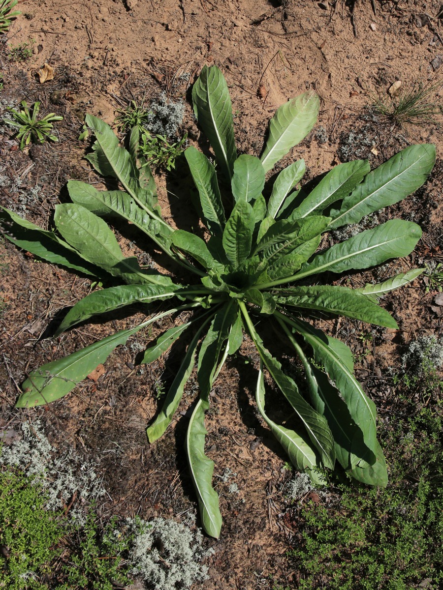 Изображение особи Oenothera biennis.