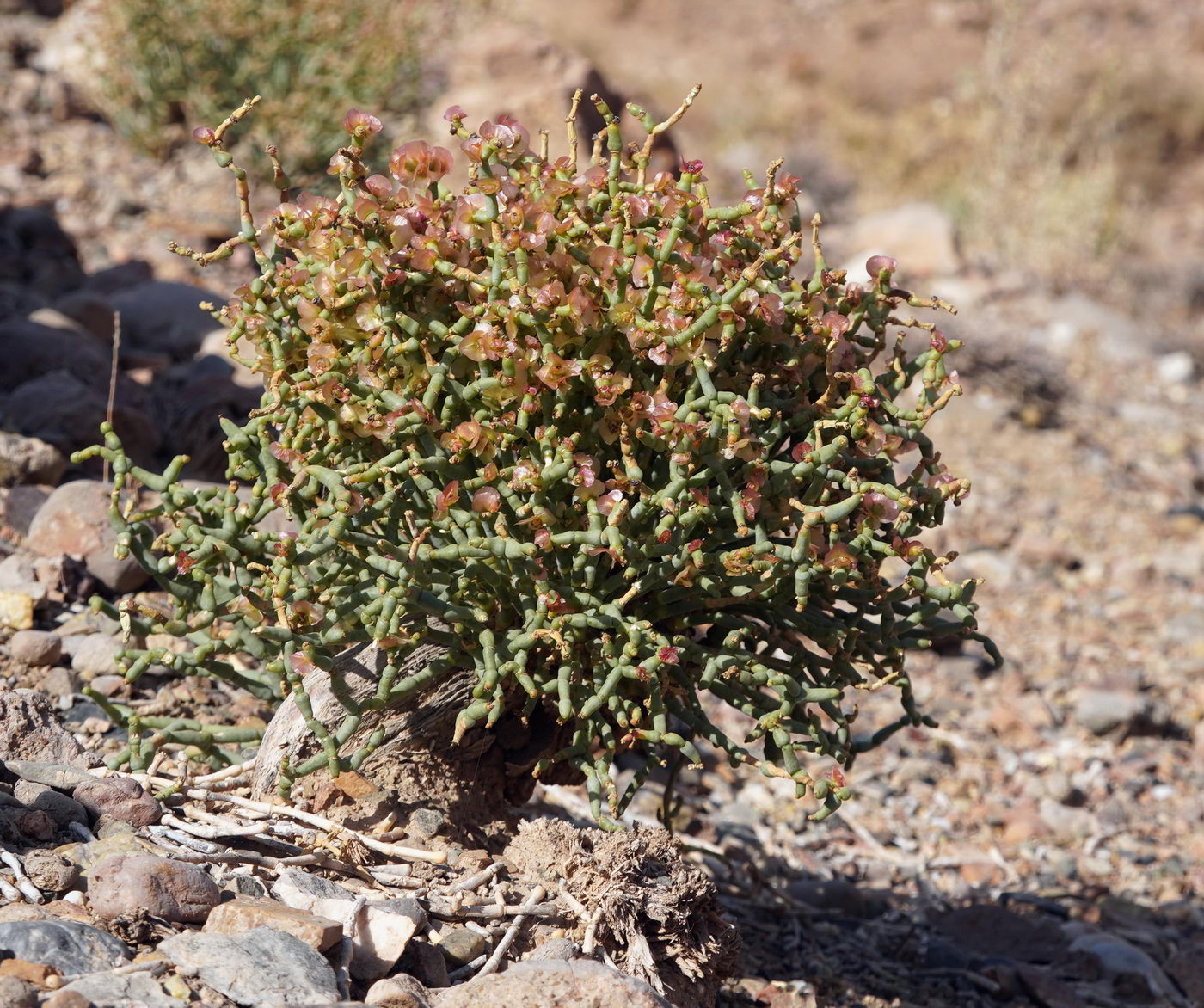 Image of genus Anabasis specimen.