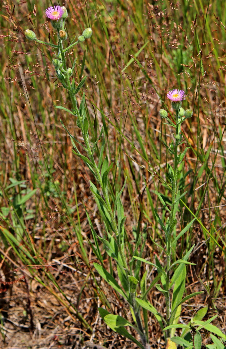 Изображение особи Erigeron podolicus.