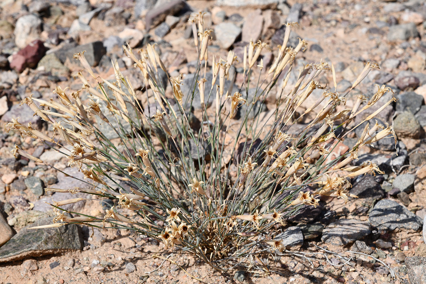 Image of Dianthus kuschakewiczii specimen.