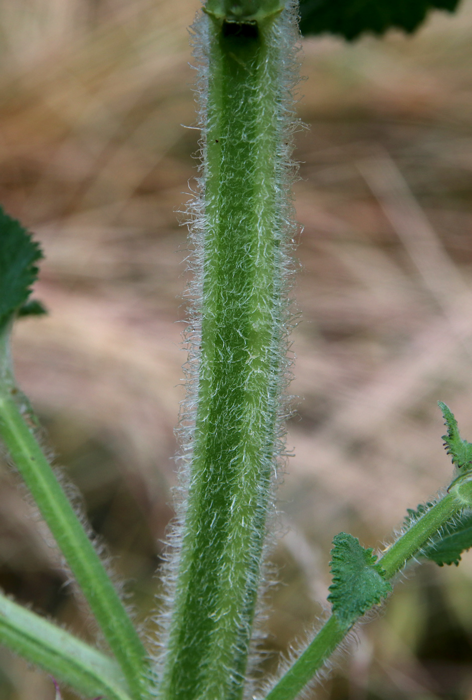 Image of Salvia sclarea specimen.
