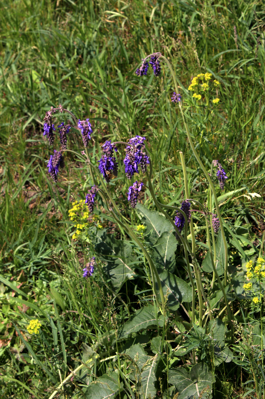 Изображение особи Salvia nutans.